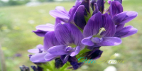 Zoriane020616.jpg